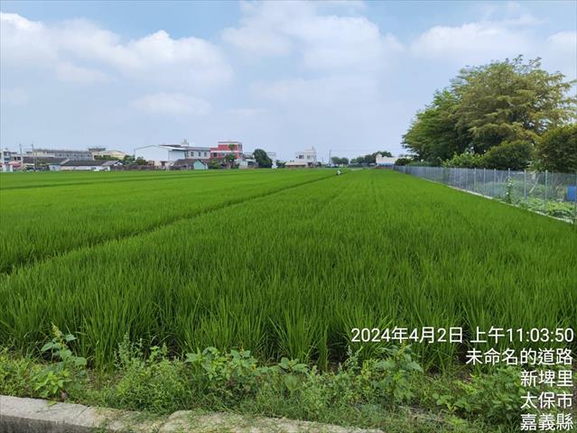 稉稻(白米或黑米) 產品圖片（產品編號 652935）