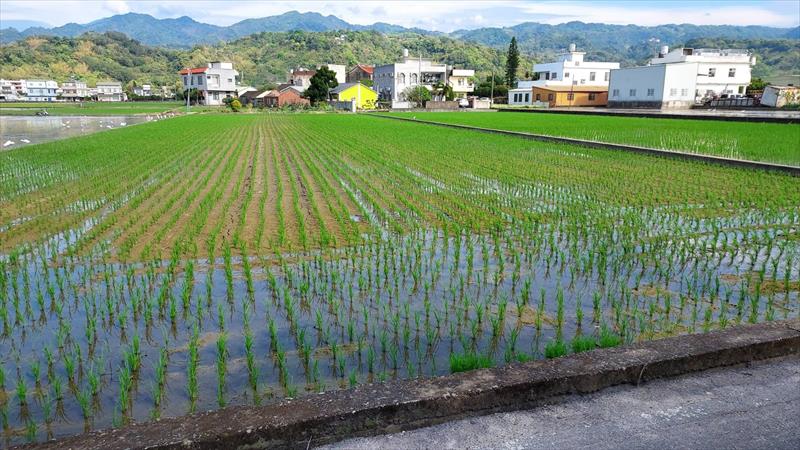 稉稻(白米或黑米) 產品圖片（產品編號 653060）