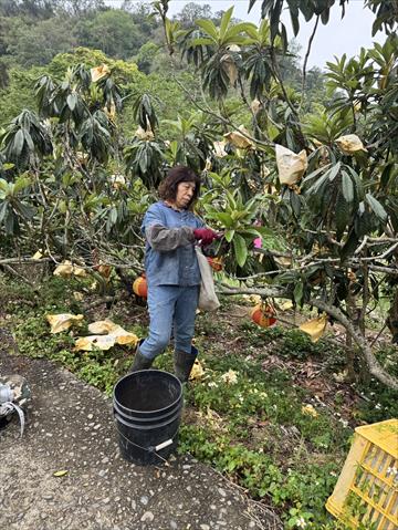 番石榴(芭樂) 產品圖片（產品編號 653063）