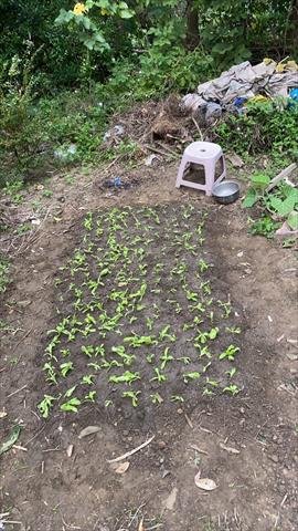 蕹菜(空心菜) 產品圖片（產品編號 653081）