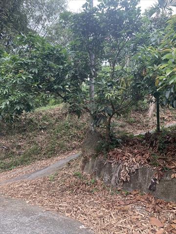 龍眼 產品圖片（圖片編號 877810）
