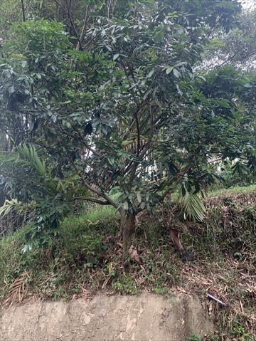 龍眼 產品圖片（圖片編號 877811）