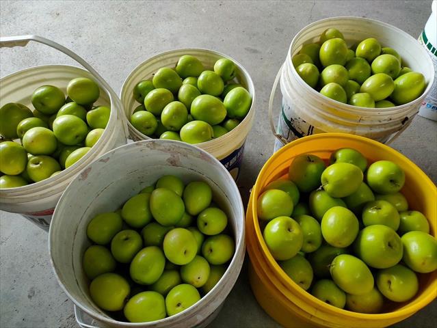 棗 產品圖片（圖片編號 877824）