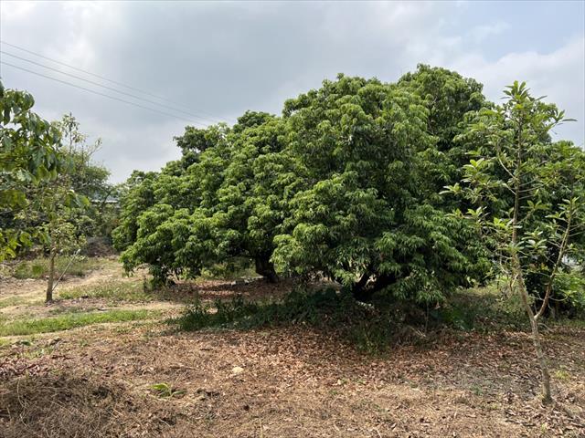 荔枝 產品圖片（產品編號 653173）