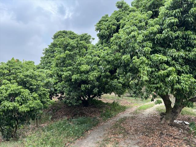 荔枝 產品圖片（圖片編號 877842）
