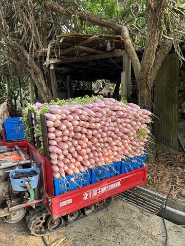 蘿蔔(白蘿蔔,菜頭) 產品圖片（圖片編號 877894）