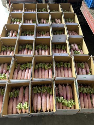 蘿蔔(白蘿蔔,菜頭) 產品圖片（產品編號 653198）