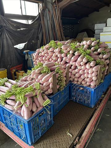 蘿蔔(白蘿蔔,菜頭) 產品圖片（圖片編號 877896）