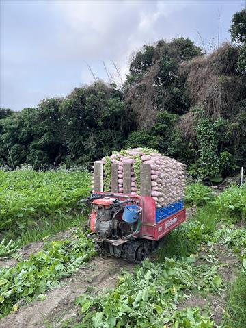 蘿蔔(白蘿蔔,菜頭) 產品圖片（圖片編號 877897）