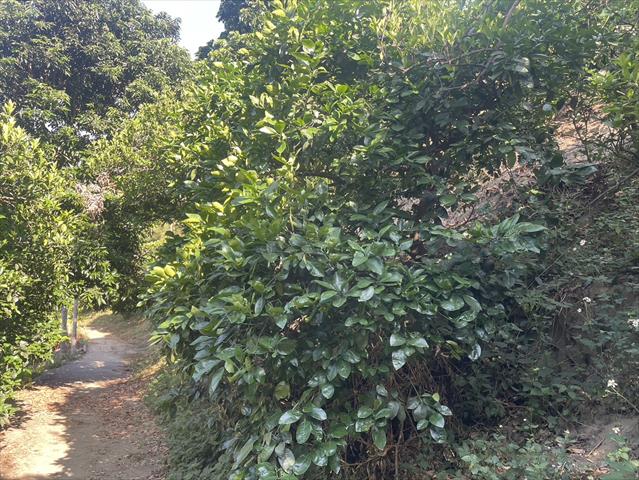 柳橙 產品圖片（產品編號 653210）