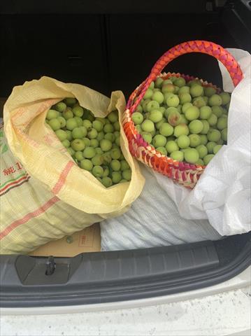 梅 產品圖片（圖片編號 878115）