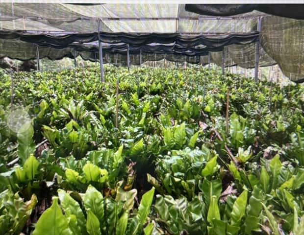 山蘇(鳥巢蕨) 產品圖片（產品編號 653278）