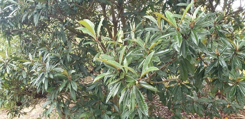 番石榴(芭樂) 產品圖片（圖片編號 878261）