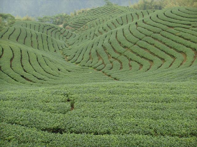 茶製品-茶 產品圖片（產品編號 645555）