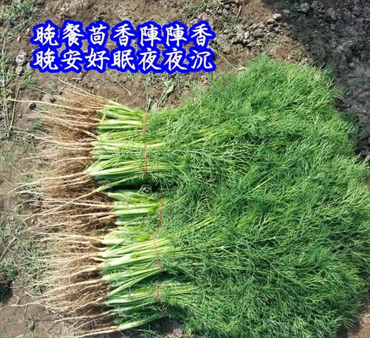 茴香 產品圖片（產品編號 653432）