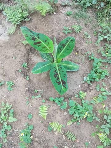 香蕉 產品圖片（圖片編號 878957）