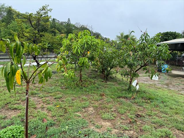 芒果 產品圖片（圖片編號 879057）