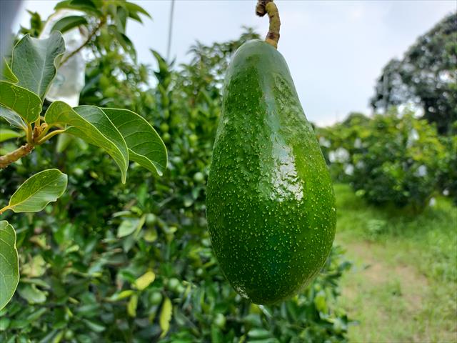 酪梨 產品圖片（產品編號 653767）