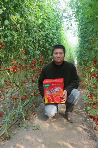 番茄(含小番茄) 產品圖片（產品編號 654034）