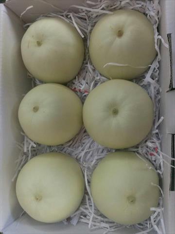 香瓜(美濃瓜) 產品圖片（圖片編號 879834）