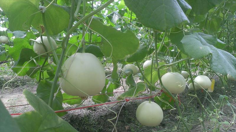 香瓜(美濃瓜) 產品圖片（圖片編號 879835）