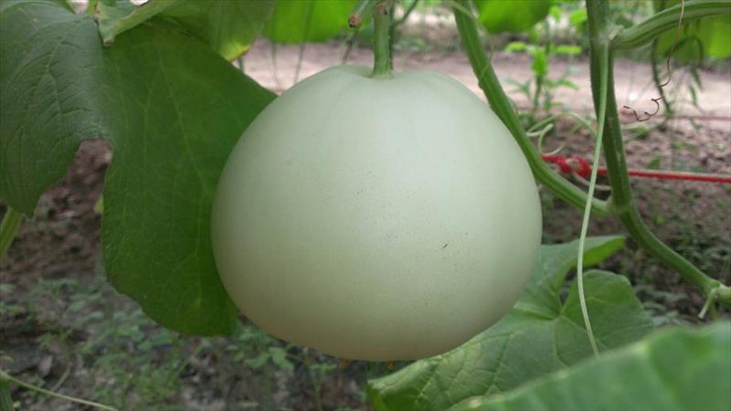 香瓜(美濃瓜) 產品圖片（圖片編號 879836）