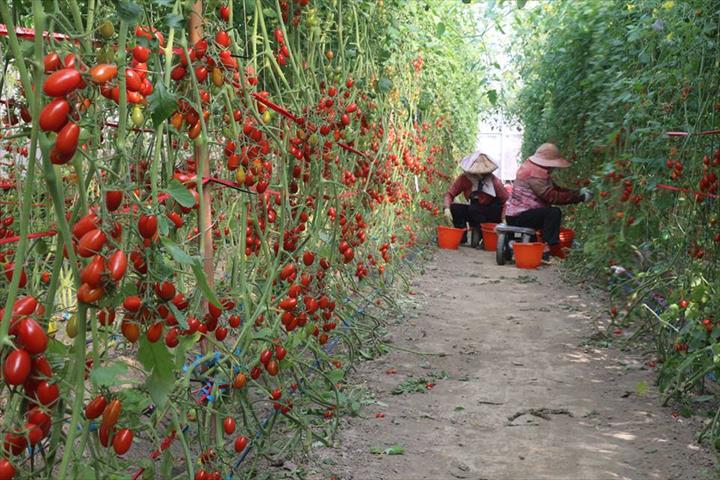 番茄(含小番茄) 產品圖片（圖片編號 879837）