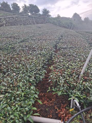 茶製品-茶 產品圖片（圖片編號 880609）