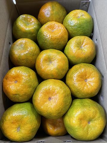 椪柑 產品圖片（產品編號 654437）