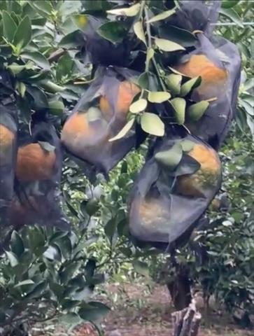 椪柑 產品圖片（圖片編號 880623）