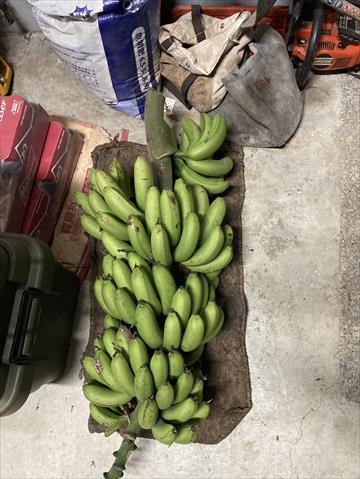 香蕉 產品圖片（圖片編號 880625）