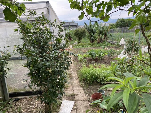 芒果 產品圖片（產品編號 654666）