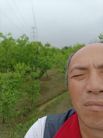 紅棗 產品圖片（產品編號 654672）