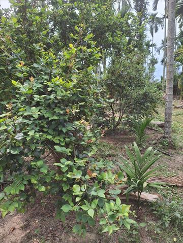 油茶 產品圖片（產品編號 654826）