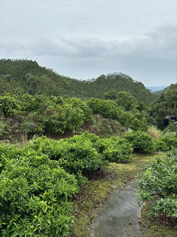 蓮霧 產品圖片（圖片編號 881213）