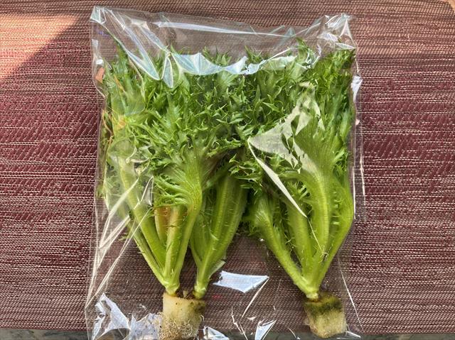 萵苣 產品圖片（產品編號 655010）