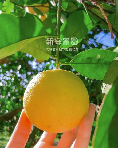 其它柑橘 產品圖片（產品編號 655458）
