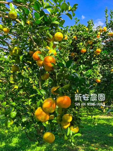 砂糖橘 產品圖片（產品編號 655459）