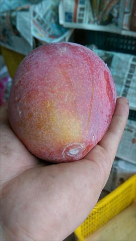 芒果 產品圖片（圖片編號 883144）