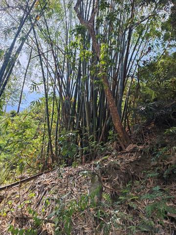 竹筍 產品圖片（產品編號 655949）