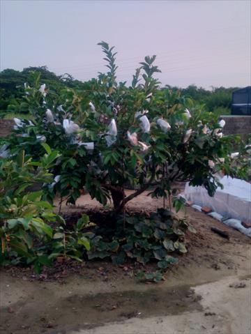 番石榴(芭樂) 產品圖片（產品編號 655986）