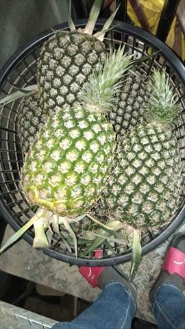 鳳梨 產品圖片（產品編號 655998）