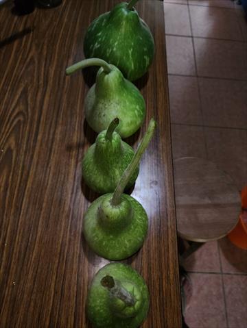 扁蒲(瓠瓜,匏瓜,蒲瓜) 產品圖片（圖片編號 883488）