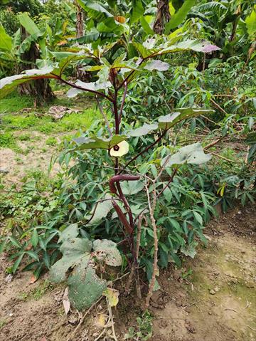 黃秋葵(羊角豆,秋葵) 產品圖片（產品編號 656045）