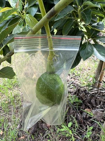 酪梨 產品圖片（圖片編號 884402）