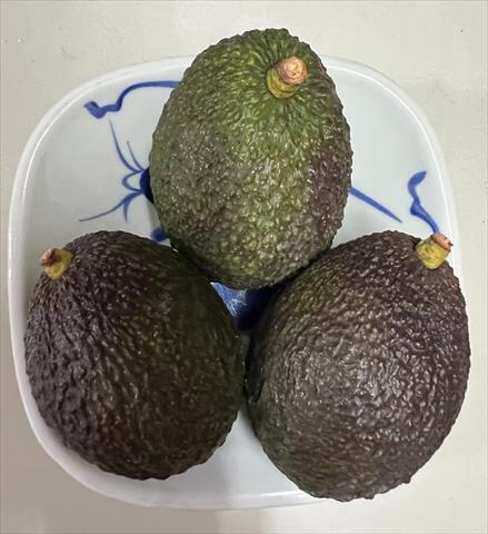 酪梨 產品圖片（圖片編號 884403）