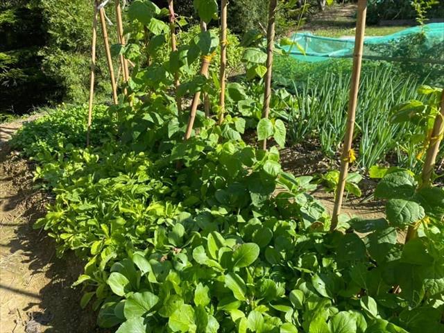 菠菜 產品圖片（圖片編號 884565）