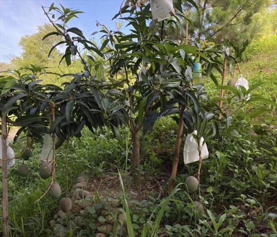 芒果 產品圖片（產品編號 656858）