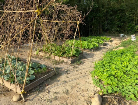 葉用甘藷(地瓜葉,甘藷葉) 產品圖片（產品編號 656860）