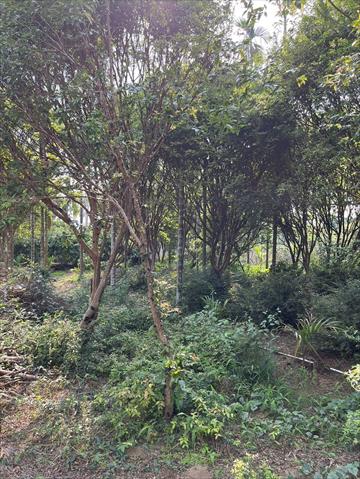 嘉寶果(樹葡萄) 產品圖片（產品編號 657289）